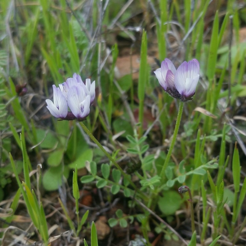 Brewer's Milkvetch photo 6