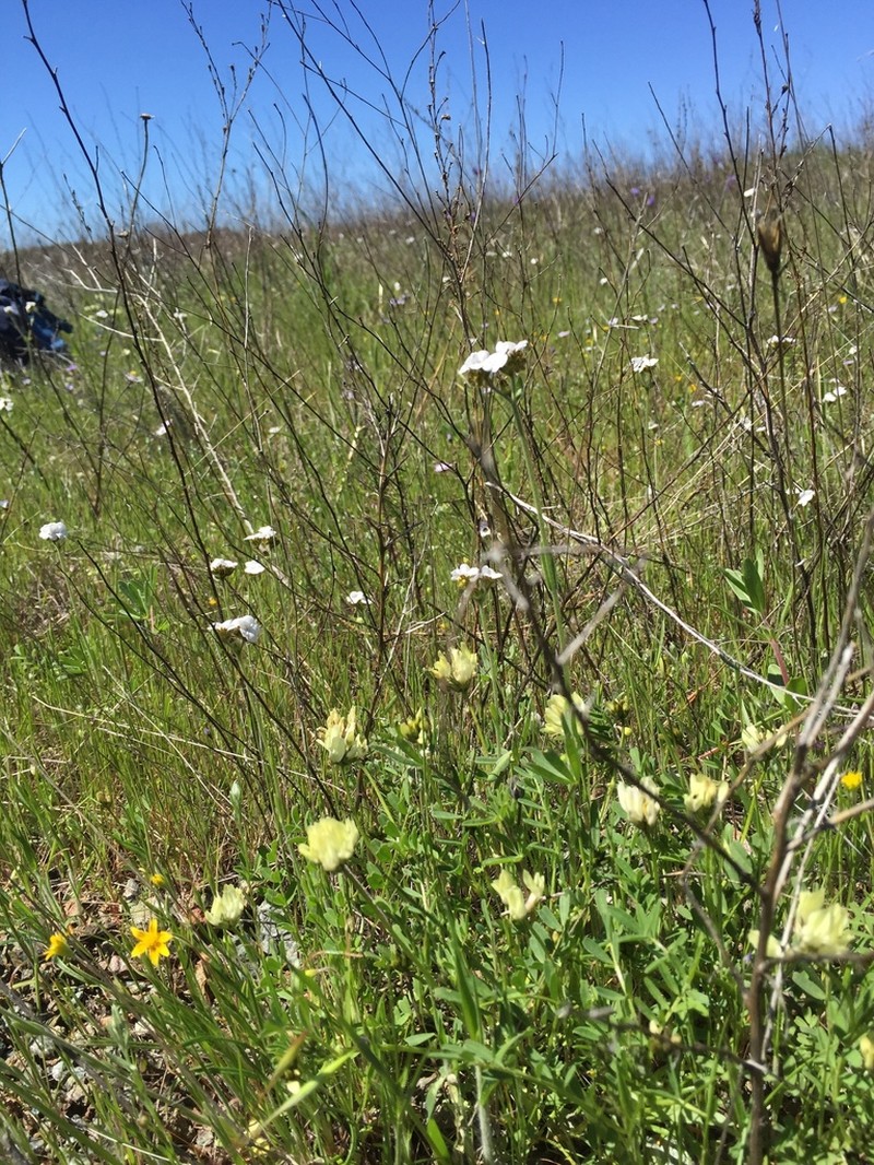 Brewer's Milkvetch photo 7