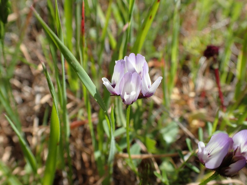 Brewer's Milkvetch