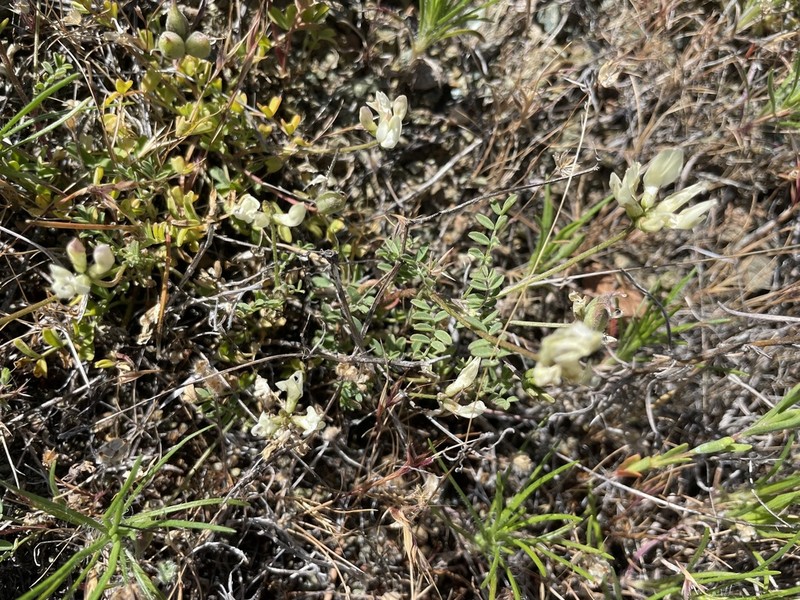 Brewer's Milkvetch photo 3