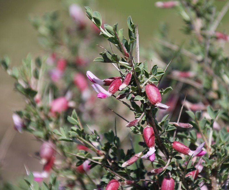 Astragalus bruguieri photo 2