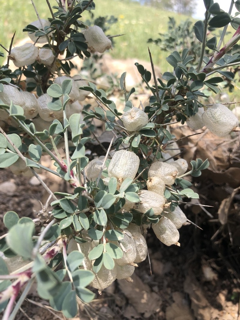 Astragalus bruguieri photo 4