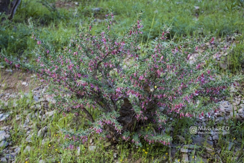 Astragalus bruguieri photo 5