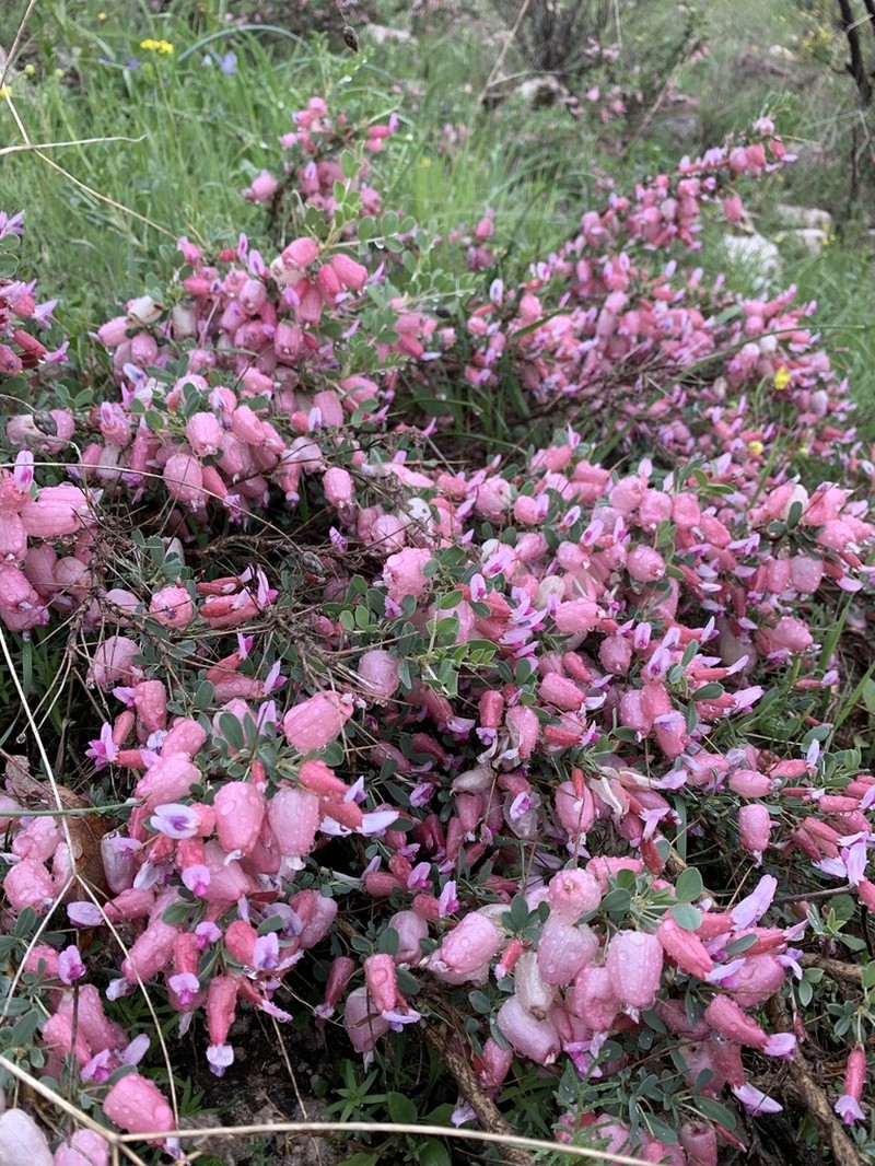 Astragalus bruguieri photo 6