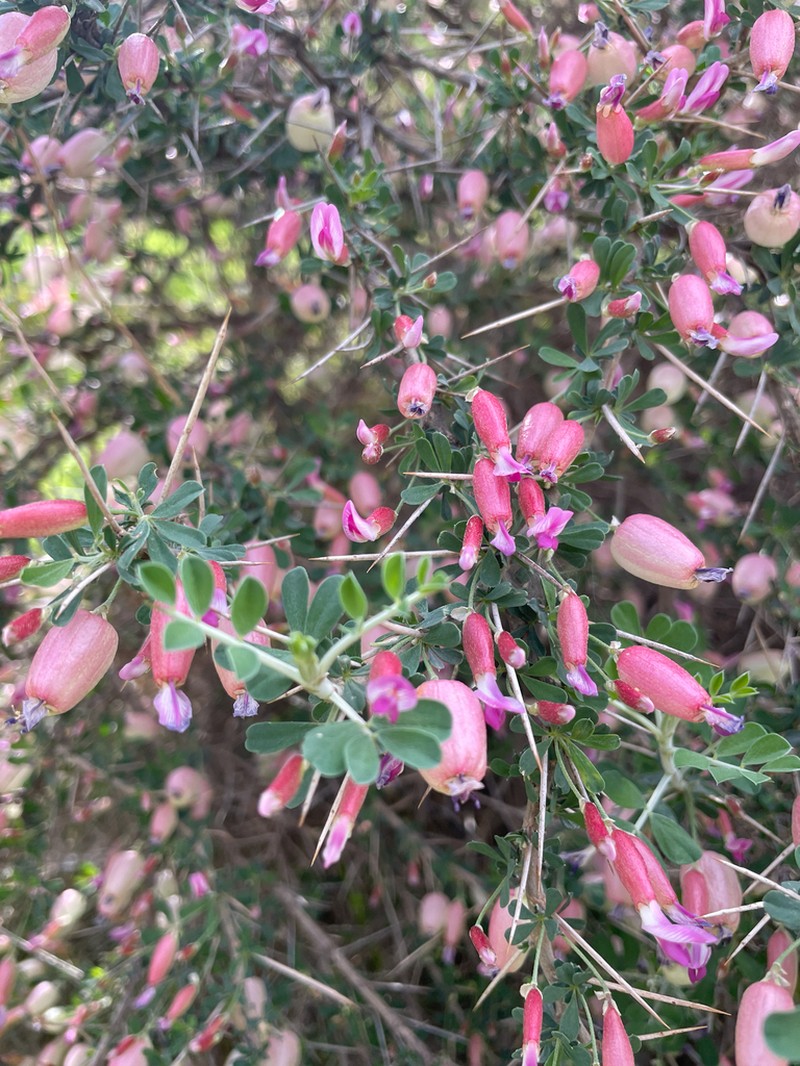 Astragalus bruguieri photo 7