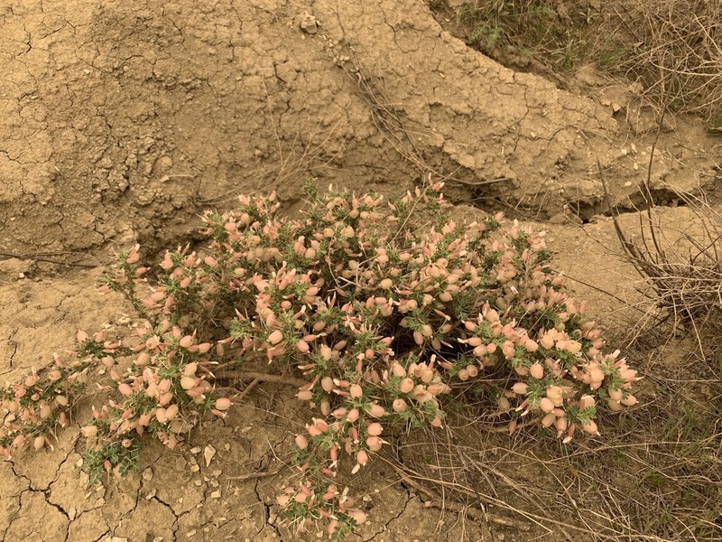 Astragalus bruguieri photo 8