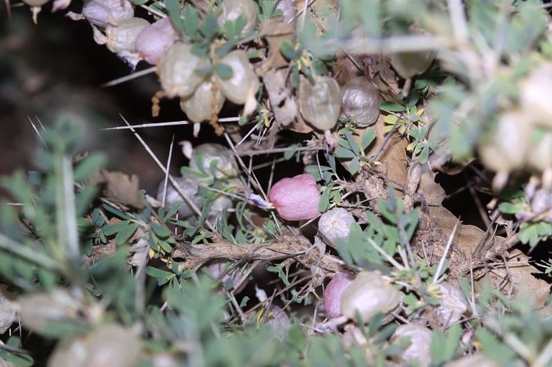 Astragalus bruguieri