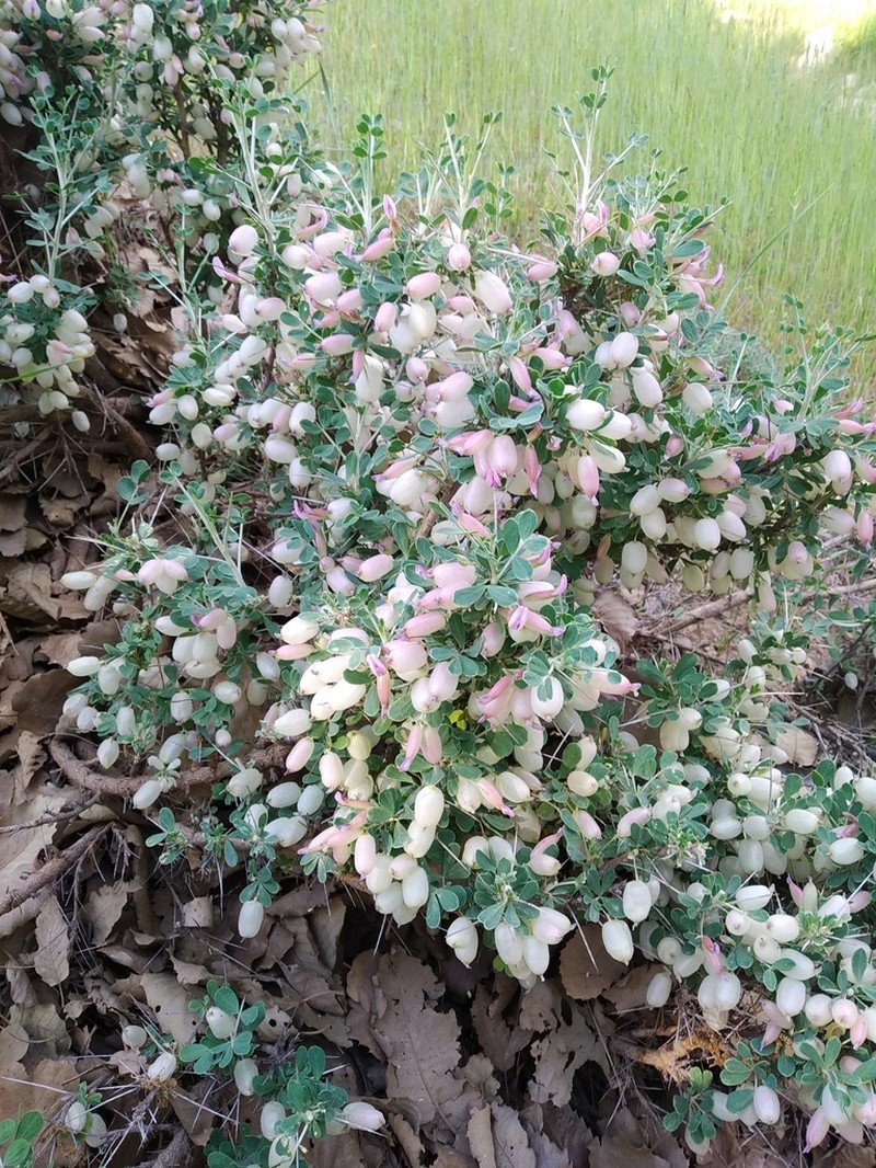 Astragalus bruguieri photo 2
