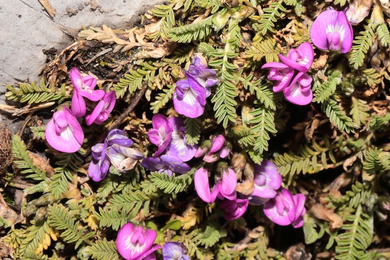 Astragalus bryogenes