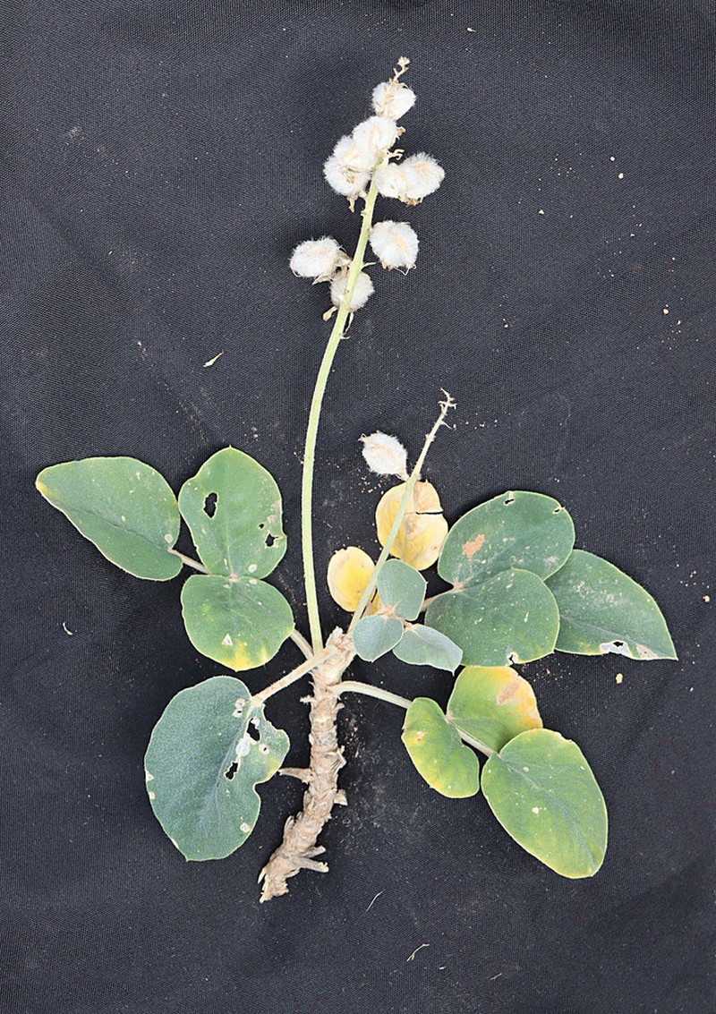 Astragalus bucharicus