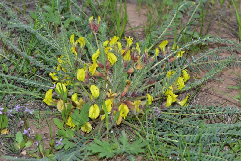 Astragalus buchtormensis