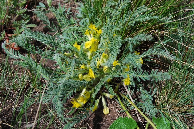 Astragalus buchtormensis photo 2
