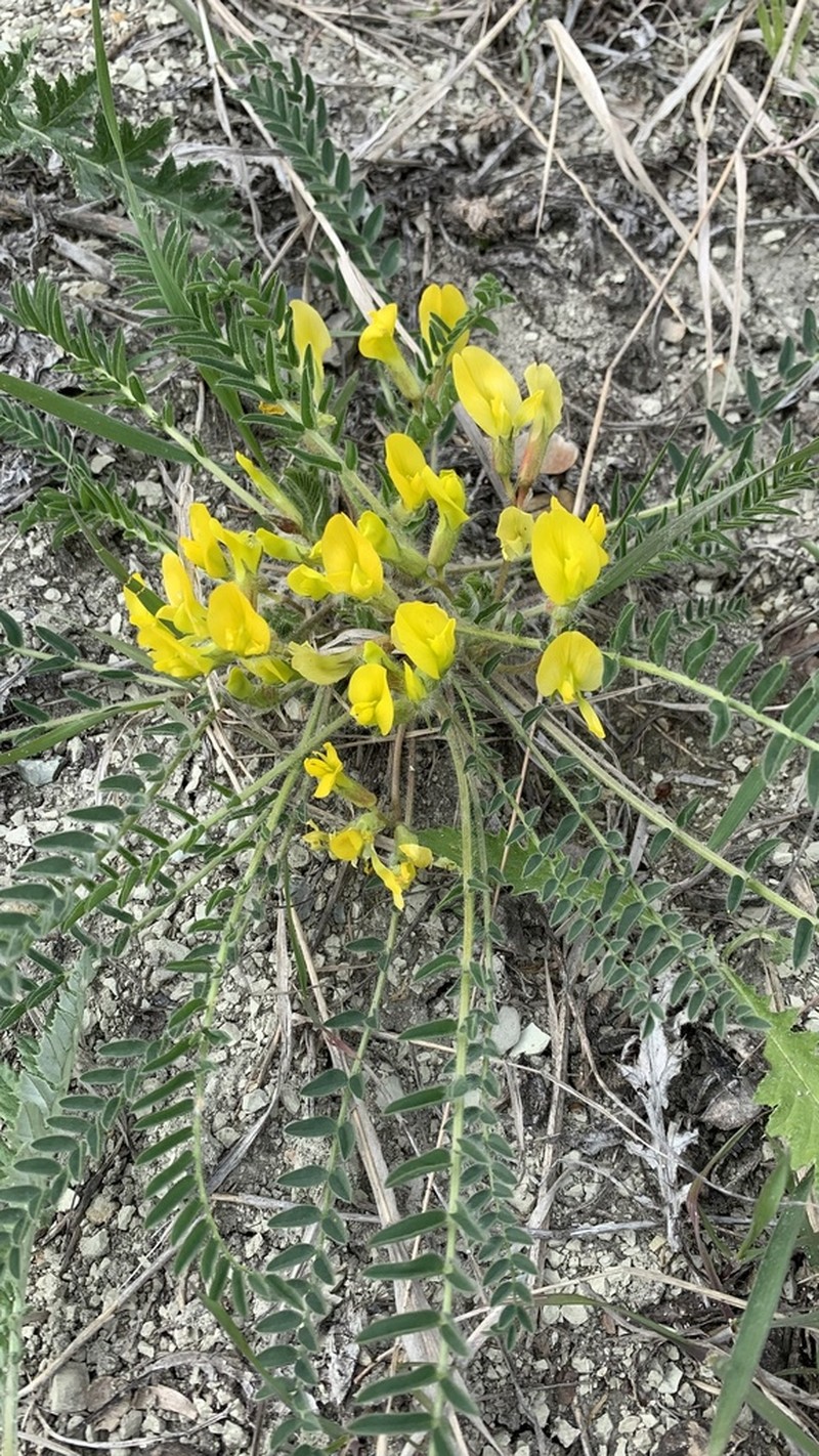 Astragalus buchtormensis photo 3