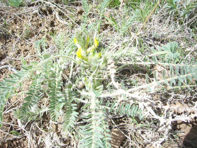 Astragalus buchtormensis photo 4