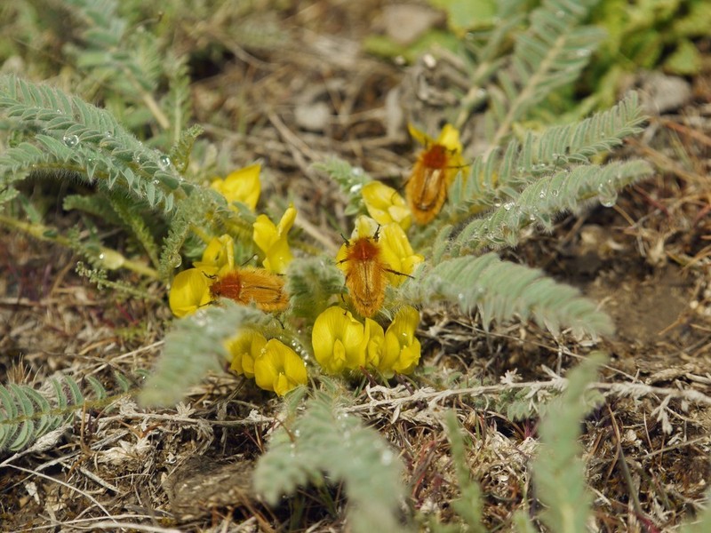 Astragalus buchtormensis photo 5