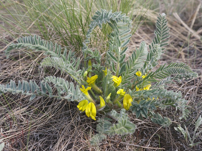 Astragalus buchtormensis photo 6