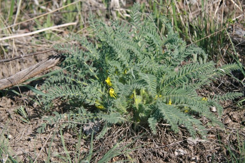 Astragalus buchtormensis photo 7