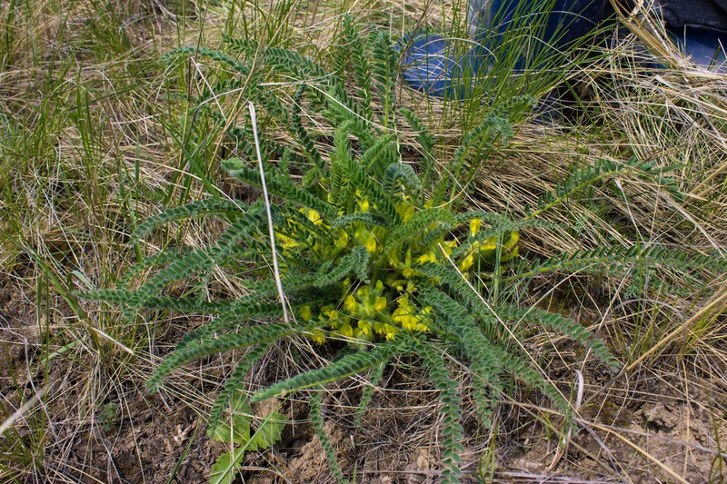 Astragalus buchtormensis photo 8