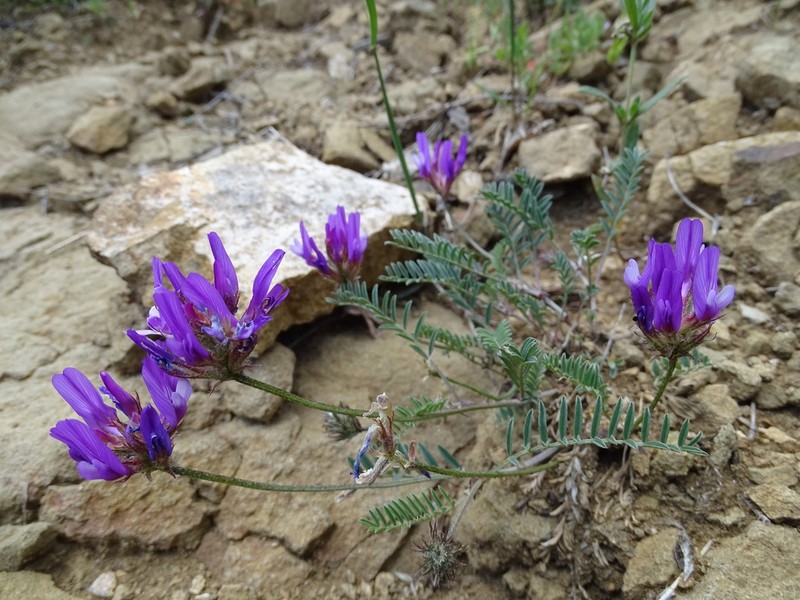 Astragalus bungeanus