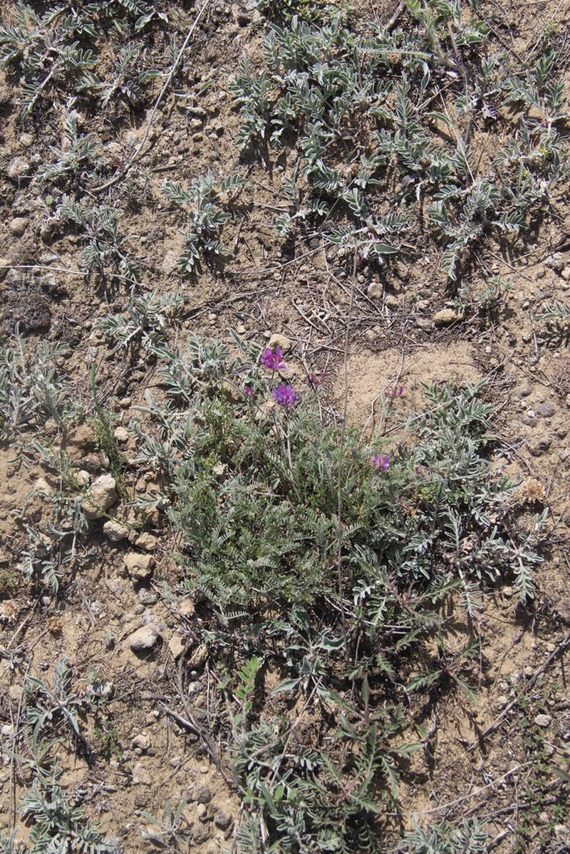 Astragalus bungeanus photo 2