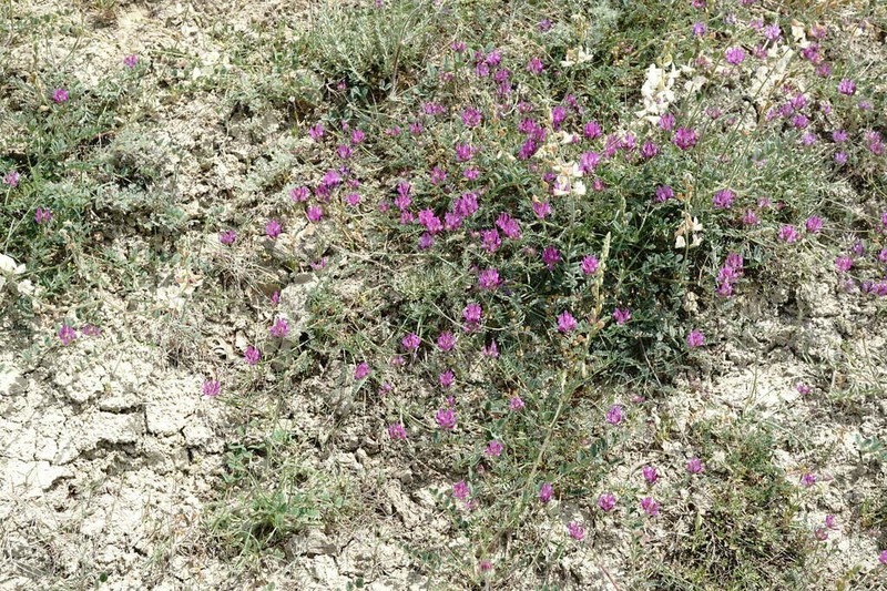 Astragalus bungeanus photo 3
