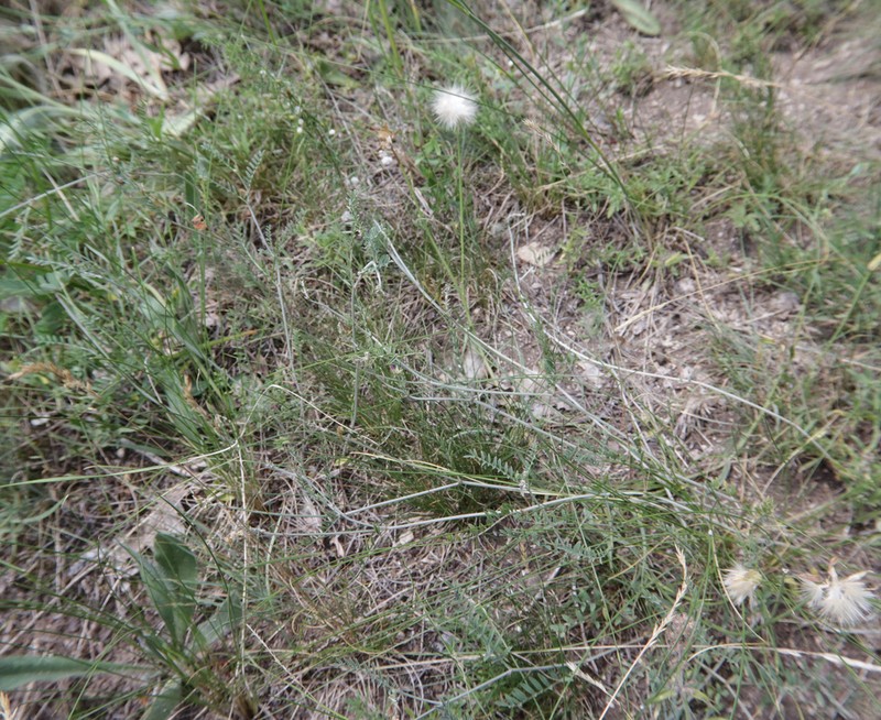Astragalus bungeanus photo 4