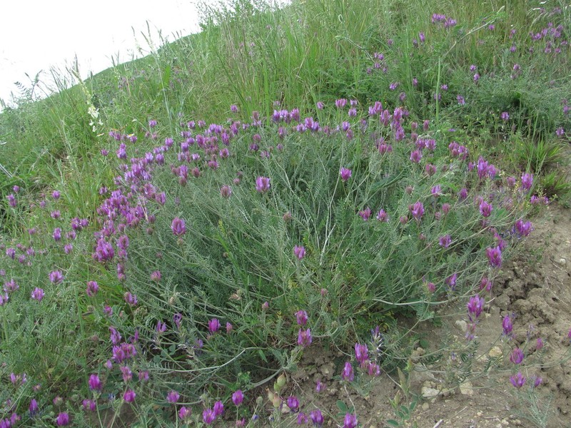Astragalus bungeanus photo 5
