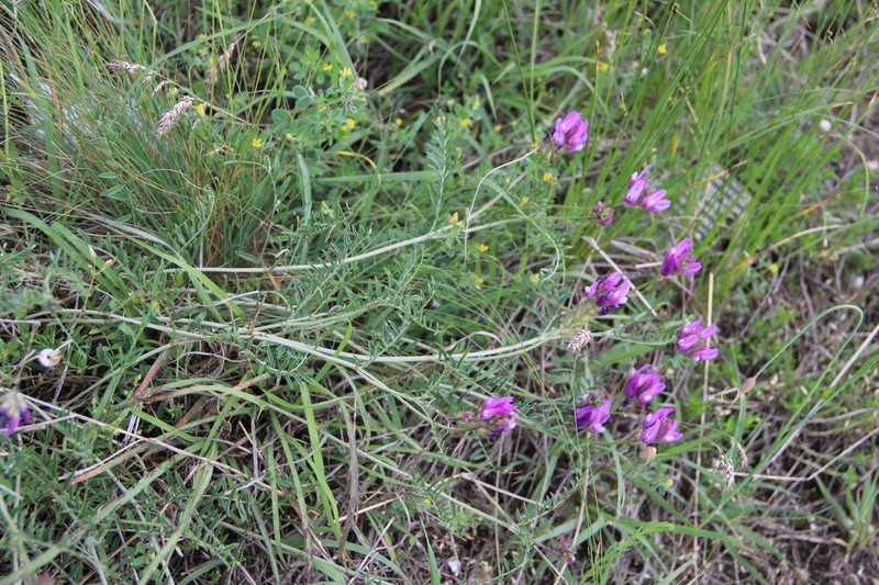Astragalus bungeanus photo 6