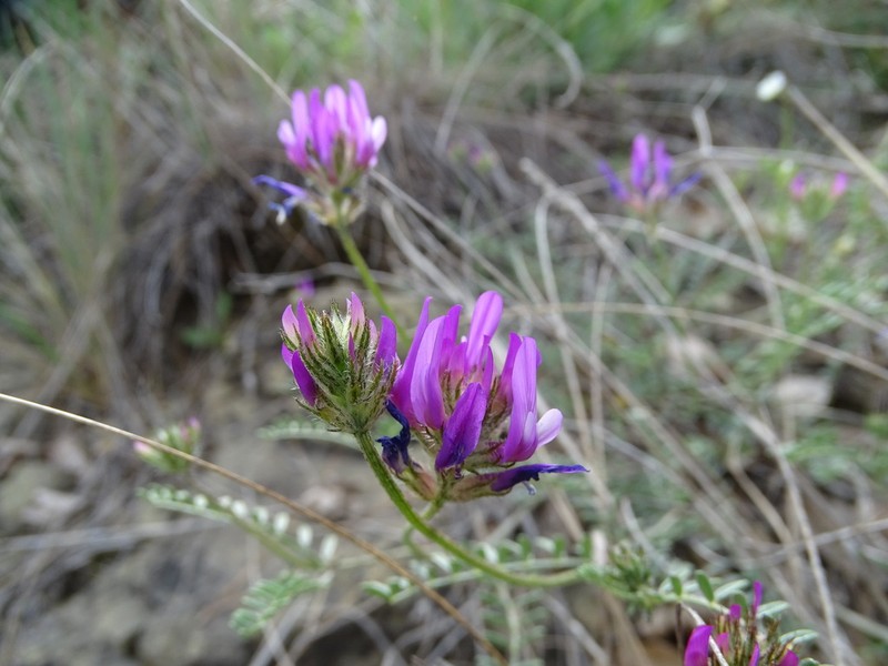 Astragalus bungeanus photo 7