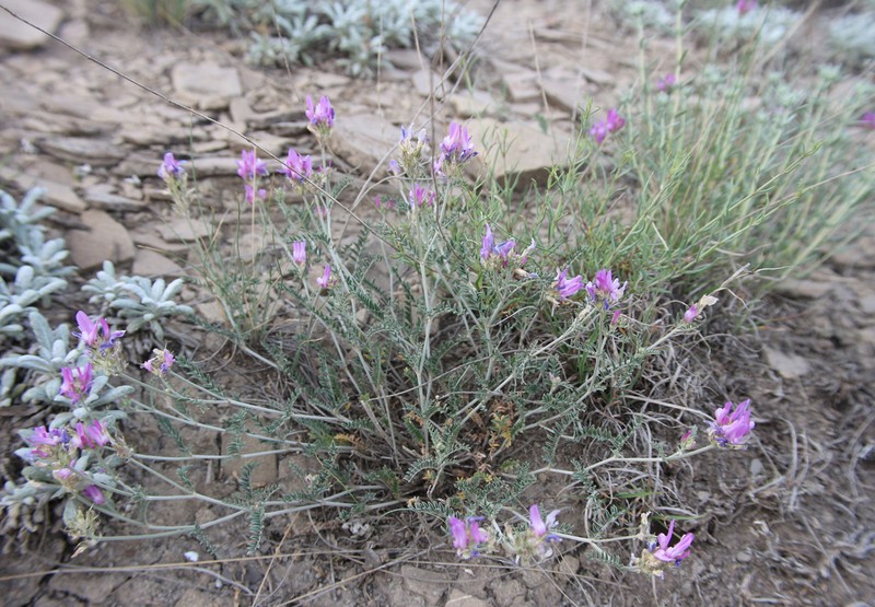 Astragalus bungeanus photo 8