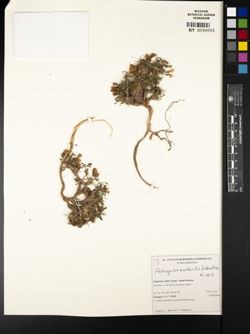 Astragalus burkartii