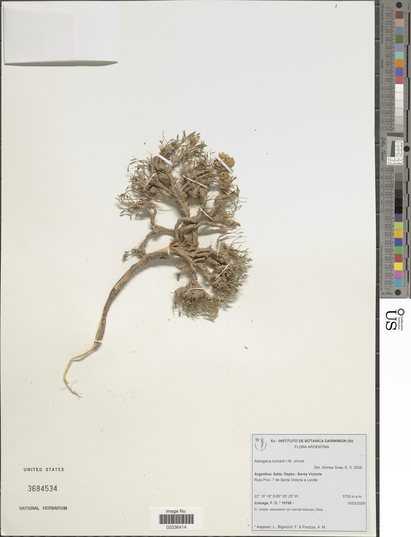Astragalus burkartii photo 2