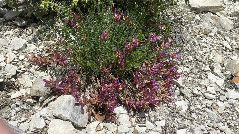 Astragalus buschiorum photo 2
