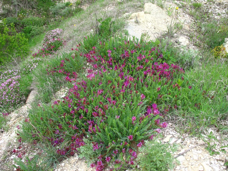 Astragalus buschiorum photo 3