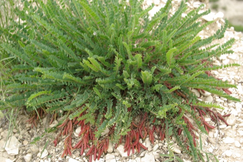 Astragalus buschiorum photo 4