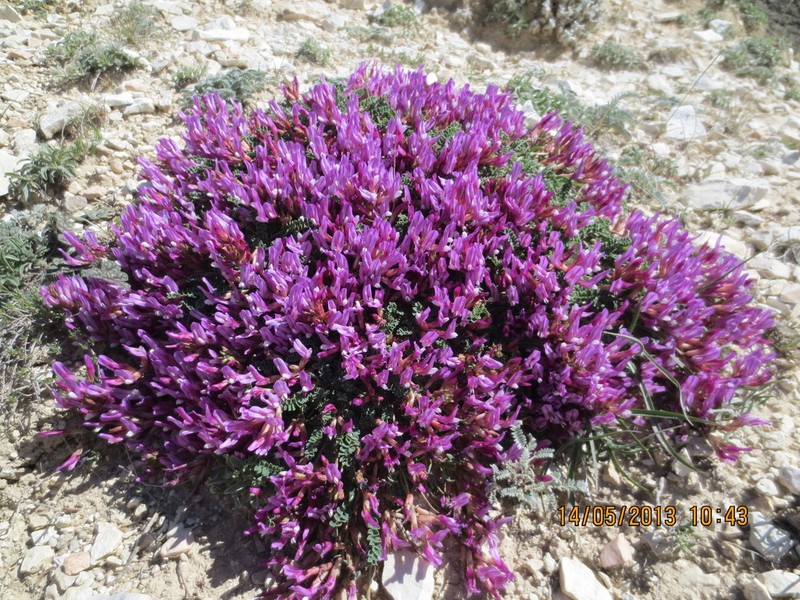 Astragalus buschiorum photo 5