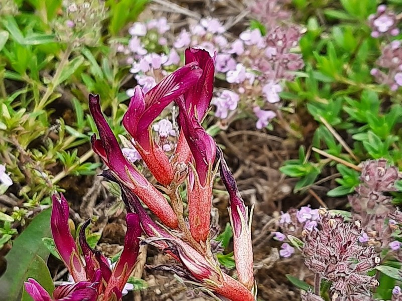 Astragalus buschiorum photo 6