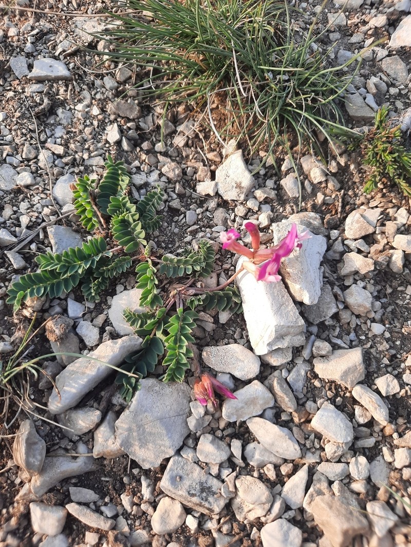 Astragalus buschiorum photo 7