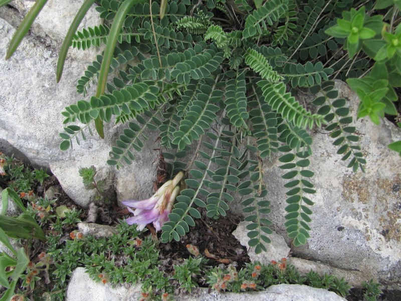 Astragalus buschiorum photo 8