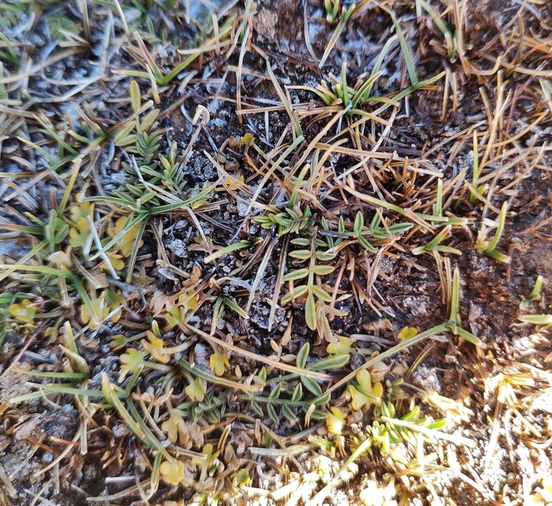 Astragalus bustillosii photo 2