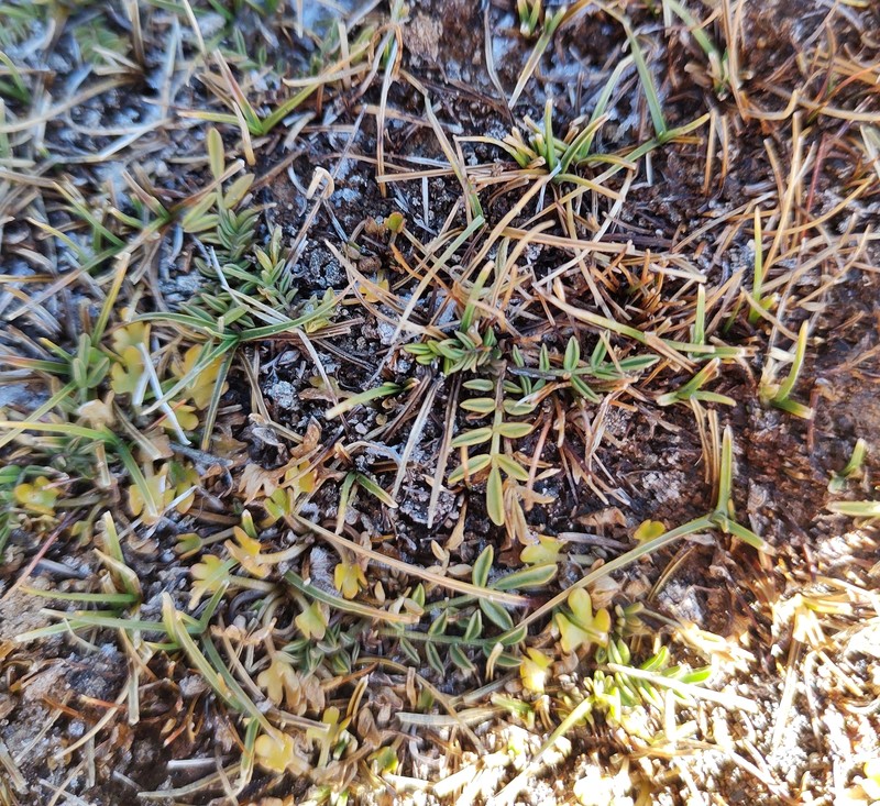 Astragalus bustillosii photo 3