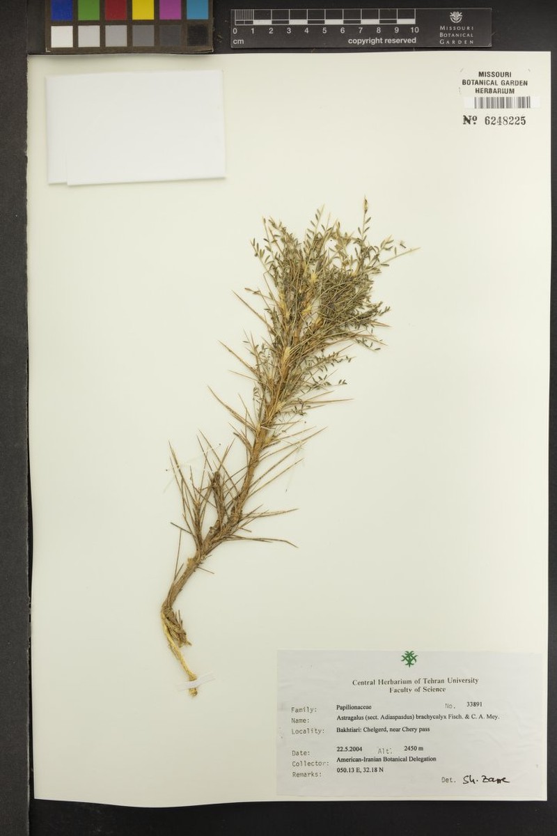 Astragalus bustillosii photo 4