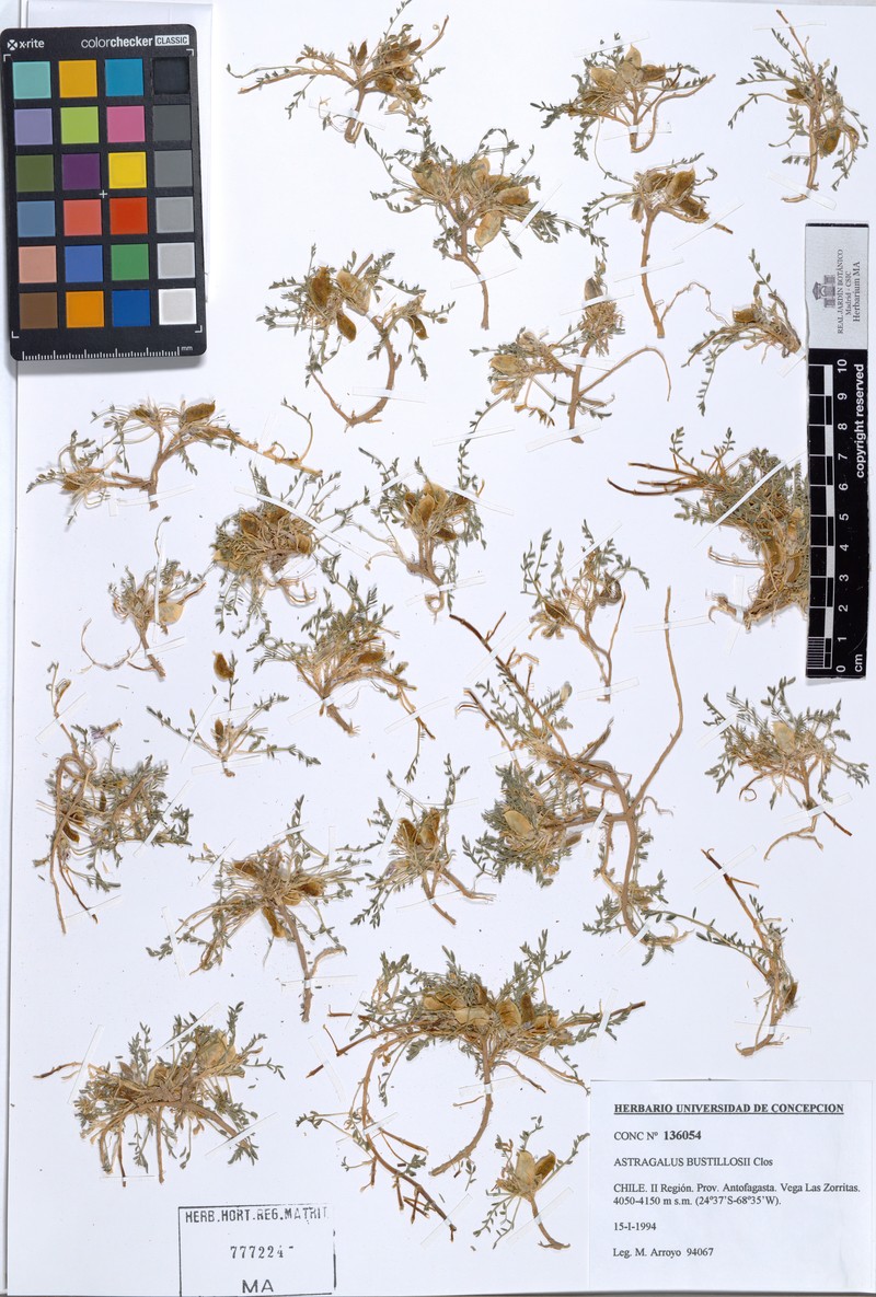 Astragalus bustillosii photo 5