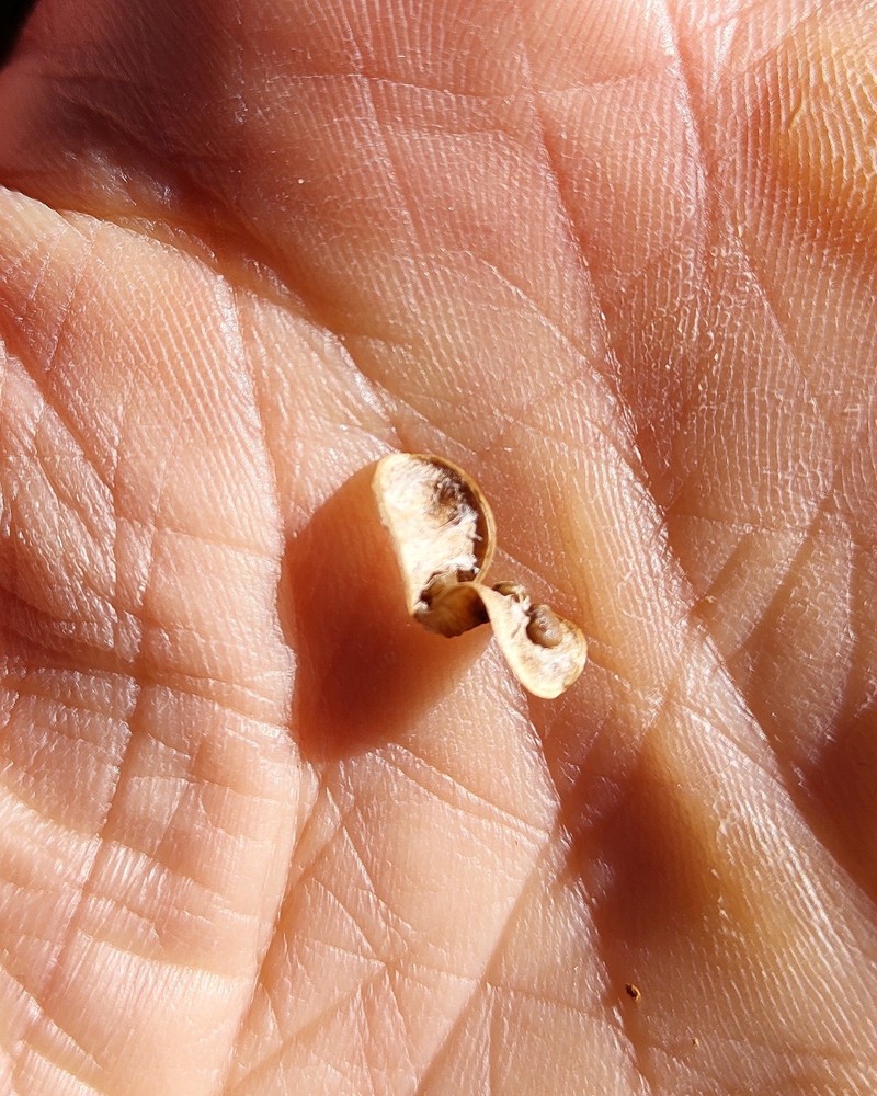 Astragalus bustillosii photo 6