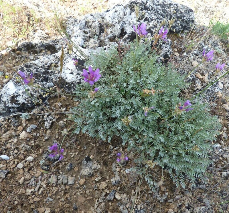 Astragalus cadmicus