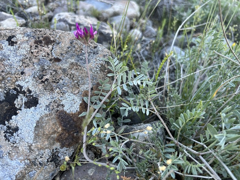 Astragalus cadmicus photo 2