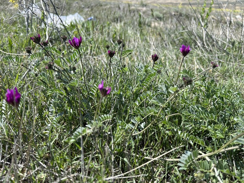 Astragalus cadmicus photo 3