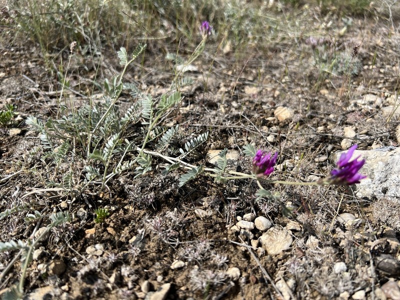 Astragalus cadmicus photo 4