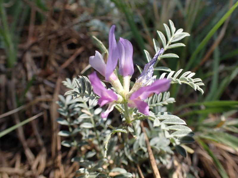 Astragalus cadmicus photo 5