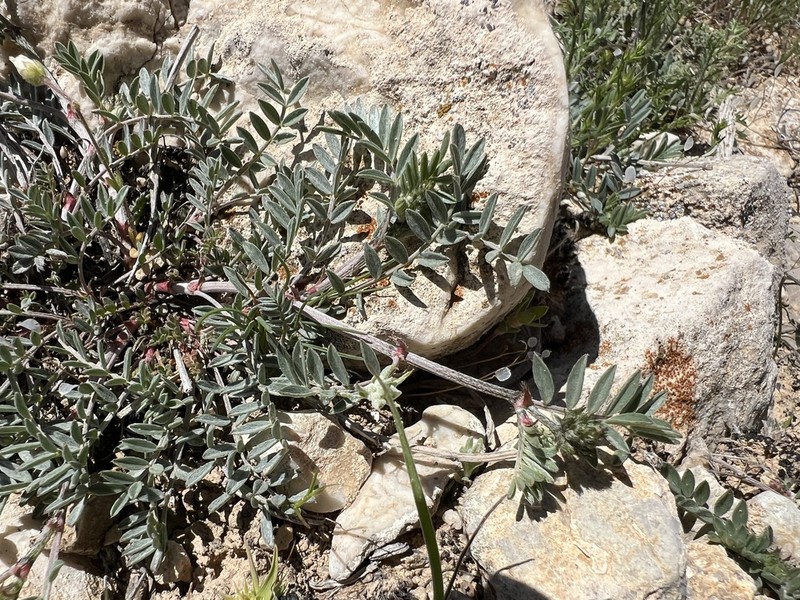 Astragalus cadmicus photo 6